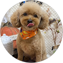 chocolatiku profile picture